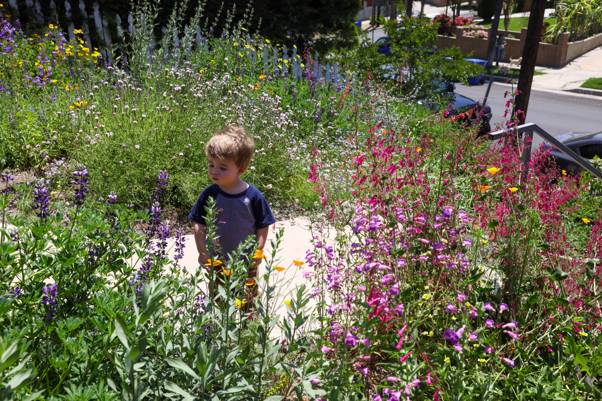 A toddler stands in a yard filled with wildflowers 