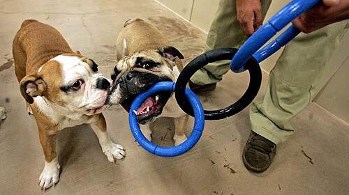 English bulldog Roxanne, left, and her sister Brenda roughhouse during playtime at the PetsHotel day camp.
