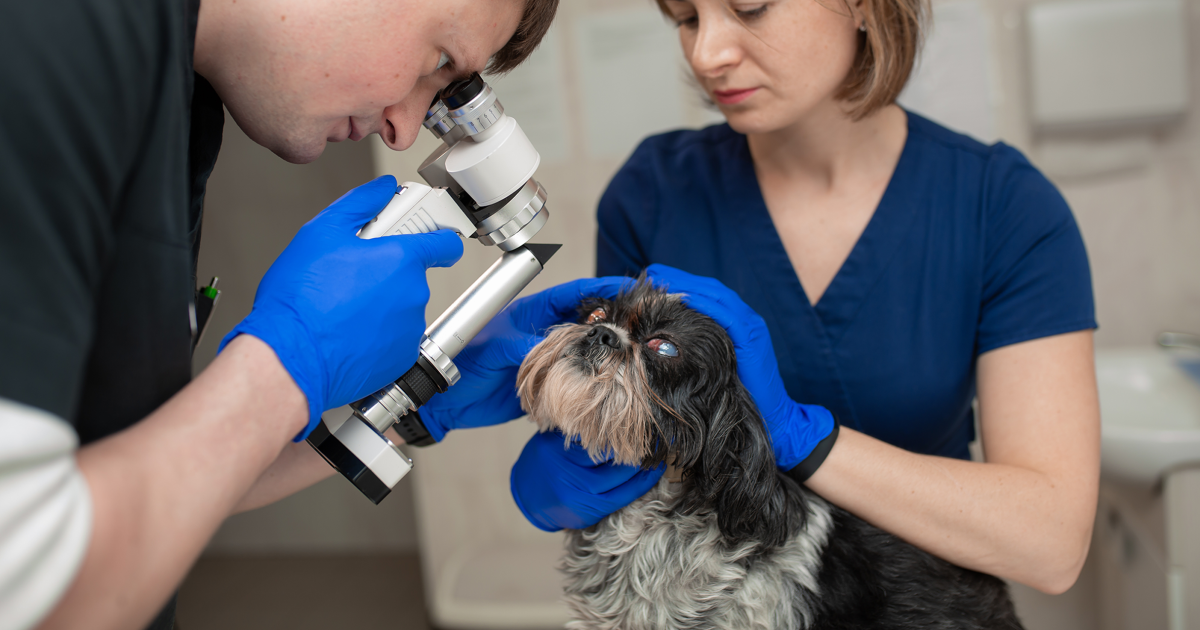 Veterinary Ophthalmologist’s Role in Ocular Disease Pathology Veterinary Ophthalmologist’s Role in Ocular Disease Pathology