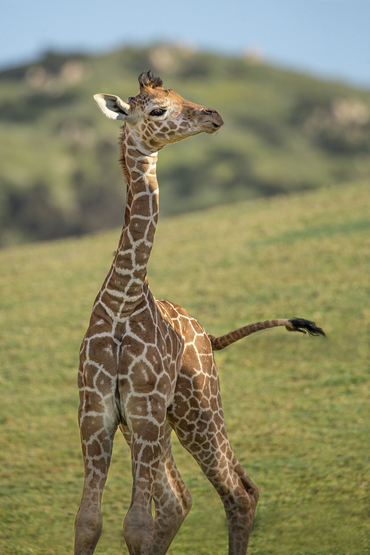 One-month-old giraffe calf, Zahara, at the San Diego Zoo Safari Park