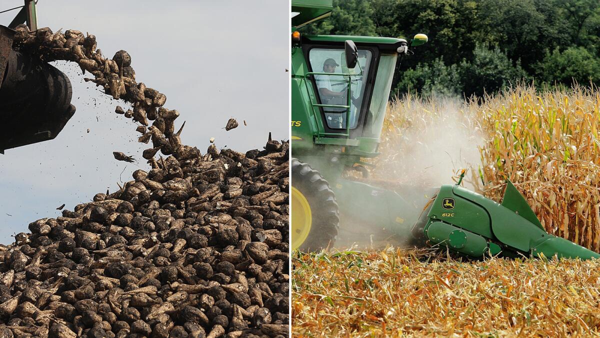 Sugar beets, a source of table sugar, and corn, source of high-fructose corn syrup.