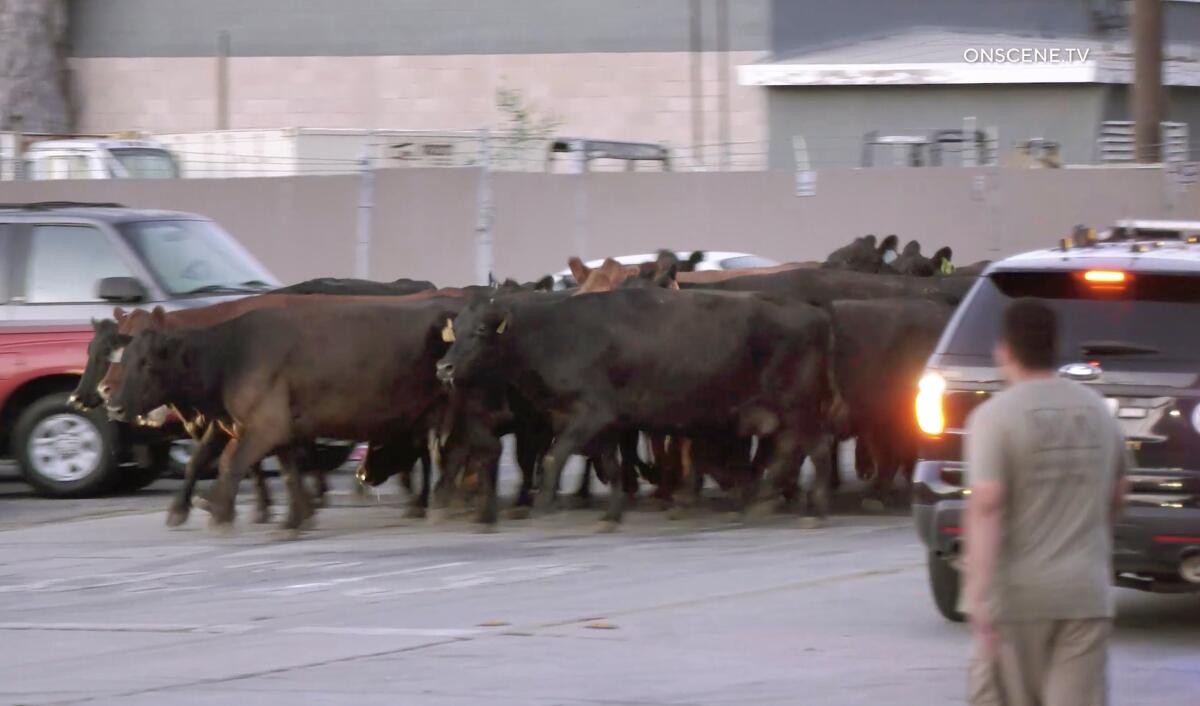 Cattle roam a street.
