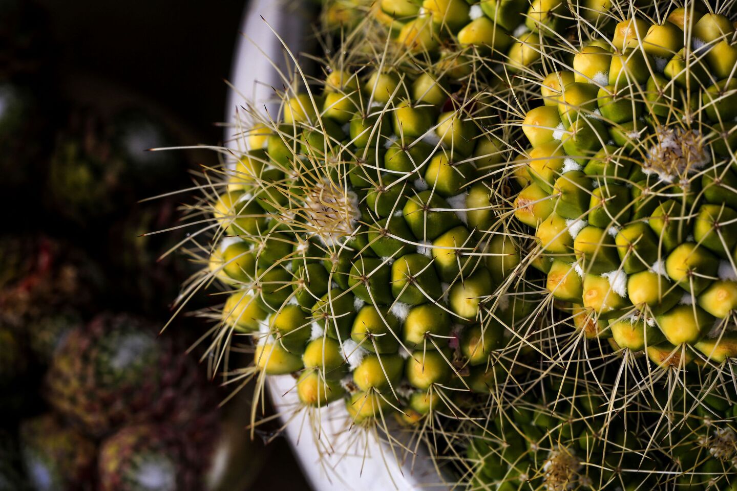 Kurt Kamm describes Mammillaria compressa as "one nasty cactus." The big ones look like trouble, with all those thorns, he said, "but the little ones that look soft and fuzzy are the real killers."