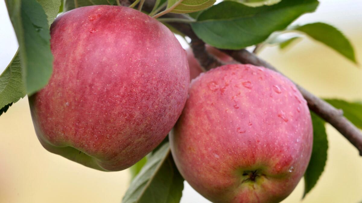 Are these Red Delicious apples ready to be picked? You can find out by turning your smartphone into a spectrometer.