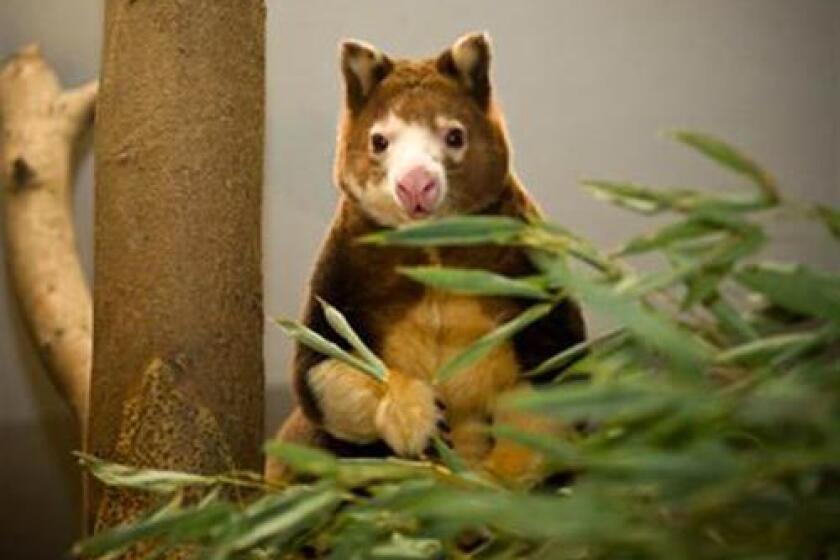 This photo released by the Lincoln Children's Zoo, shows Milla, a Matschie's tree kangaroo, on Tuesday, Jan. 6, 2009 in Lincoln, Neb.