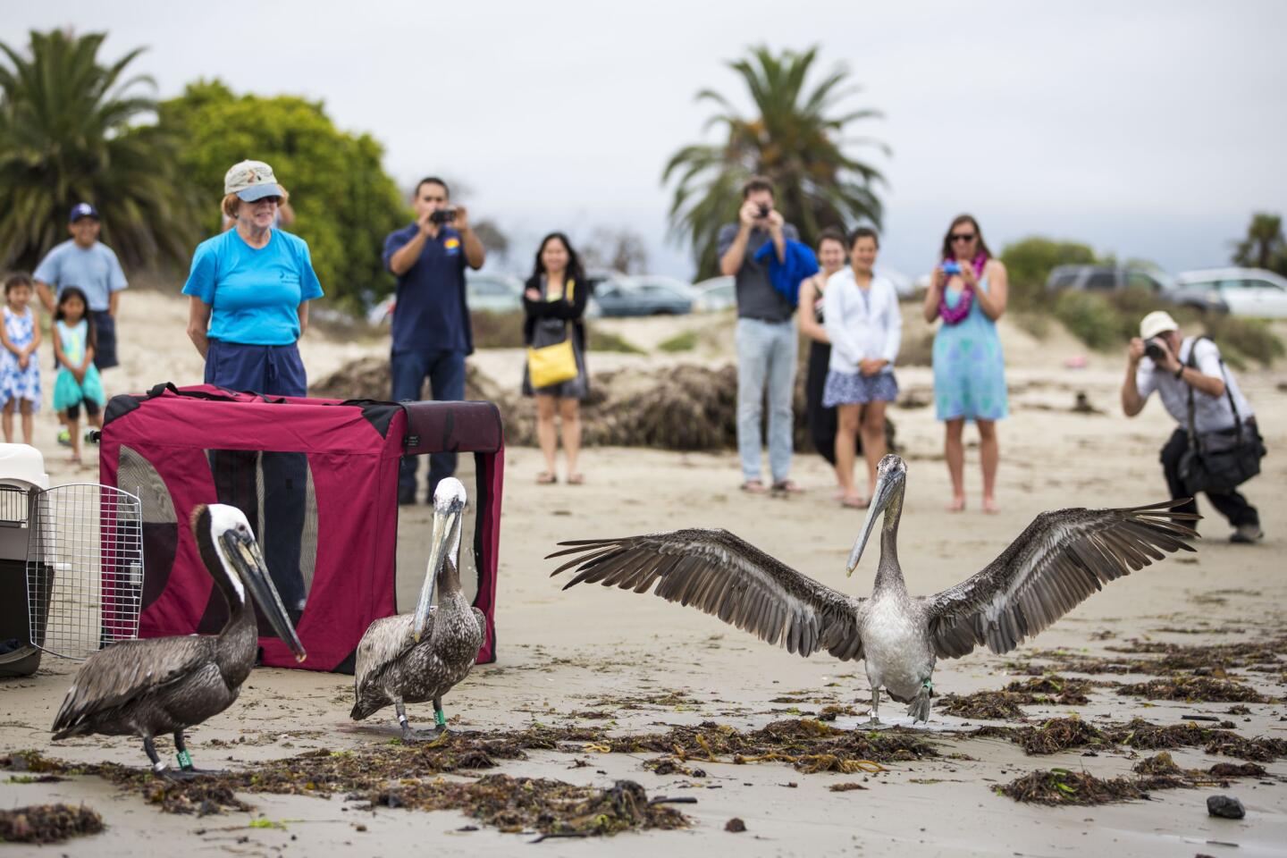 Pelican release