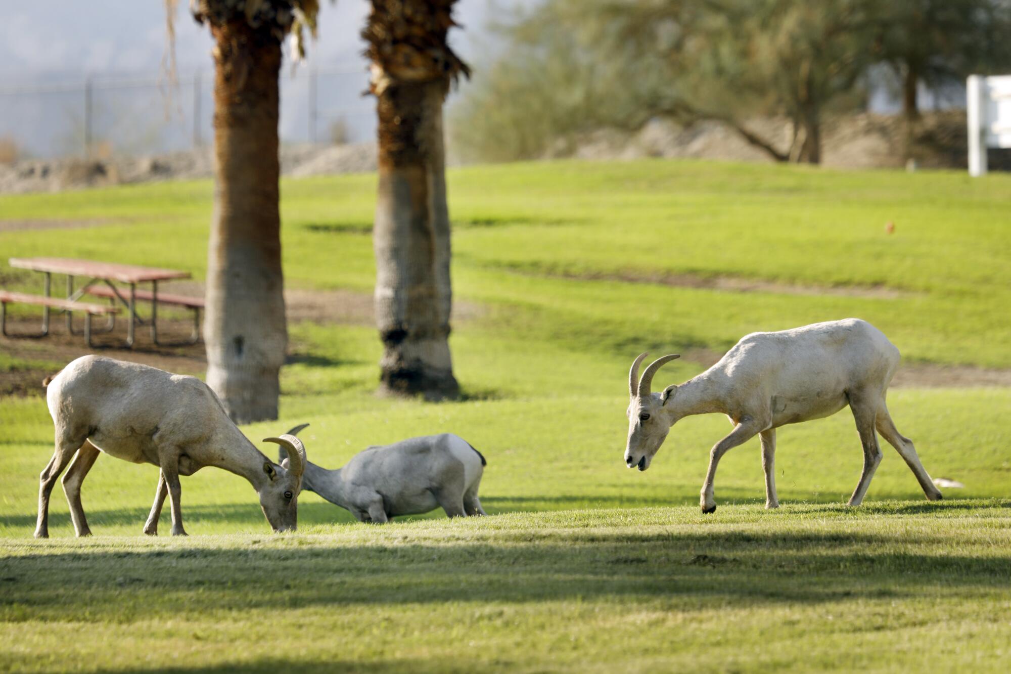 Federal endangered Peninsular bighorns feed on grass in La Quinta
