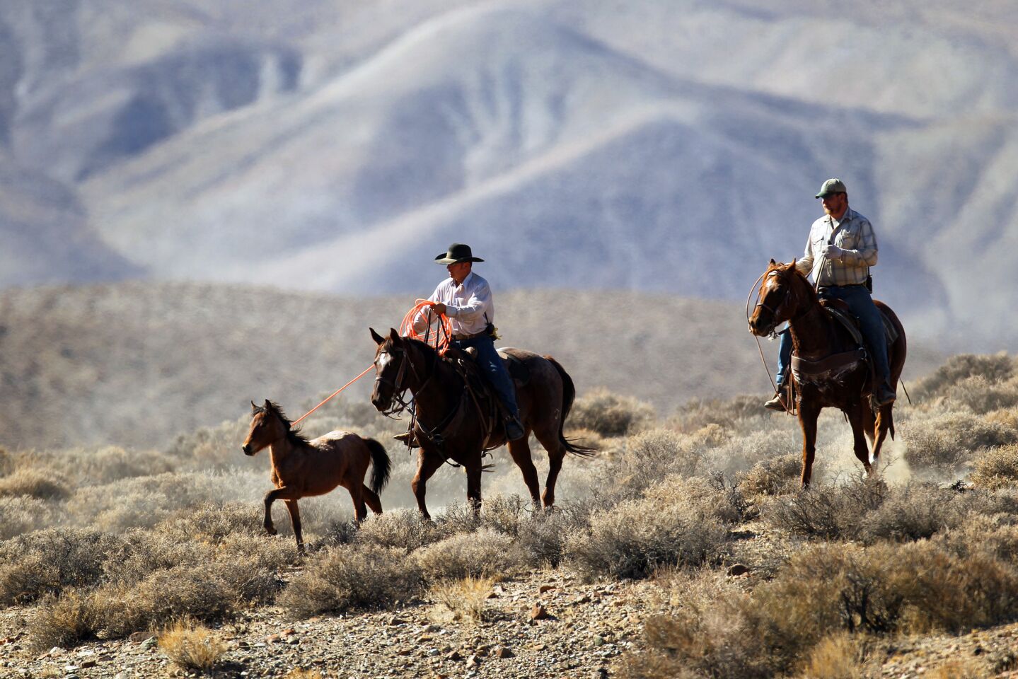 A cowboy working for the Bureau of Land Management lassos a young mustang during a recent roundup.
