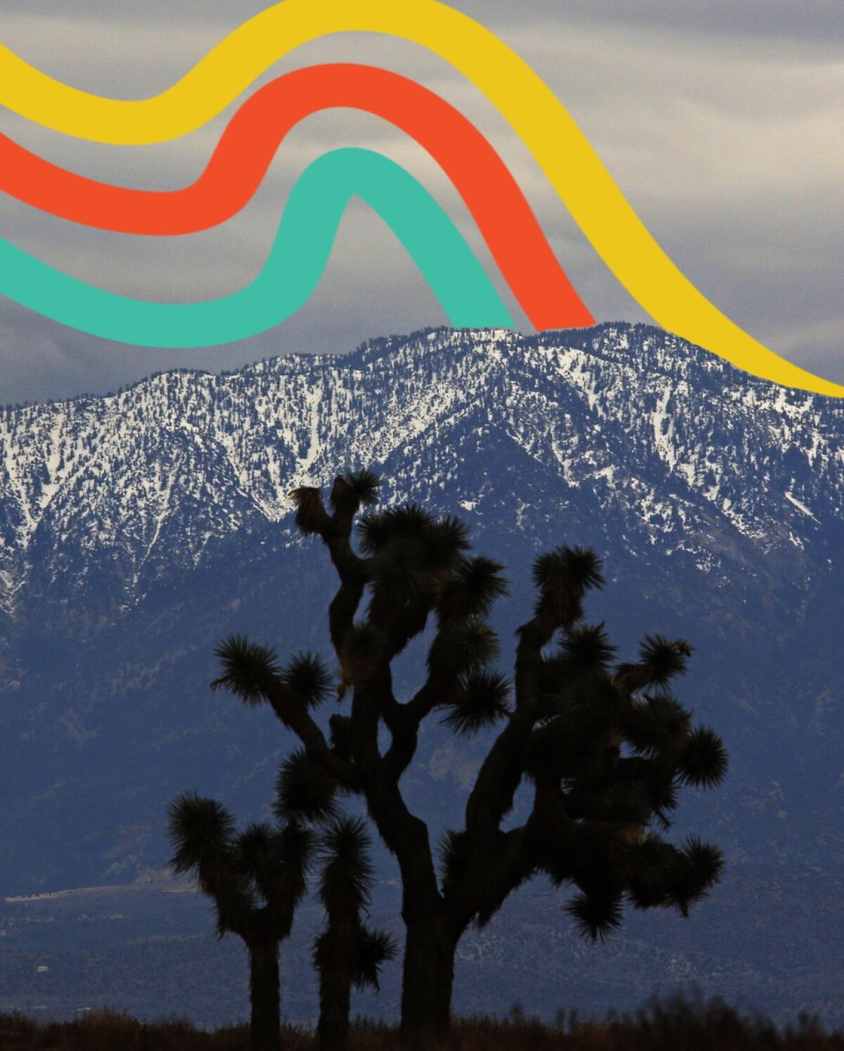 Joshua trees are silhouetted against a snowy mountain.