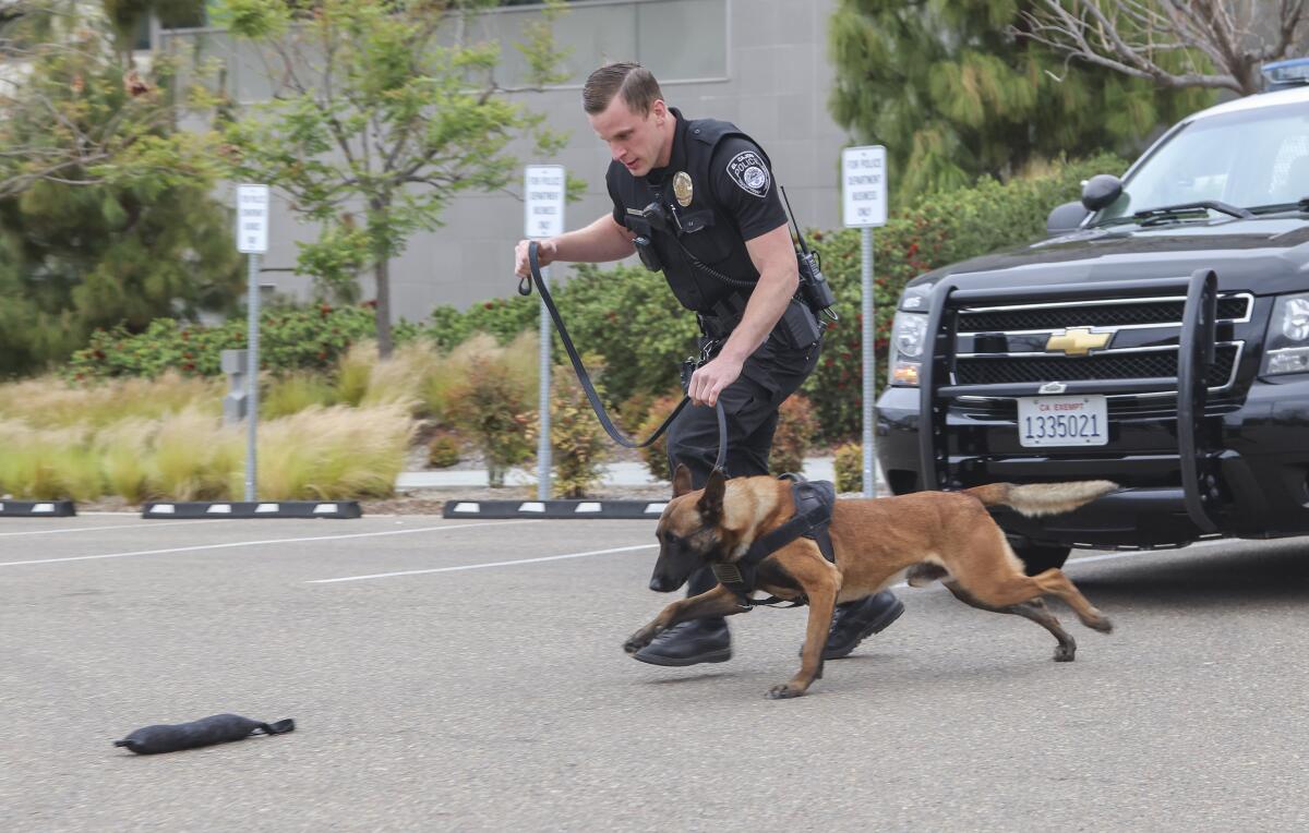 El Cajon police officer Stephen Hannibal works with dog Ace at the police department April 21, 2021