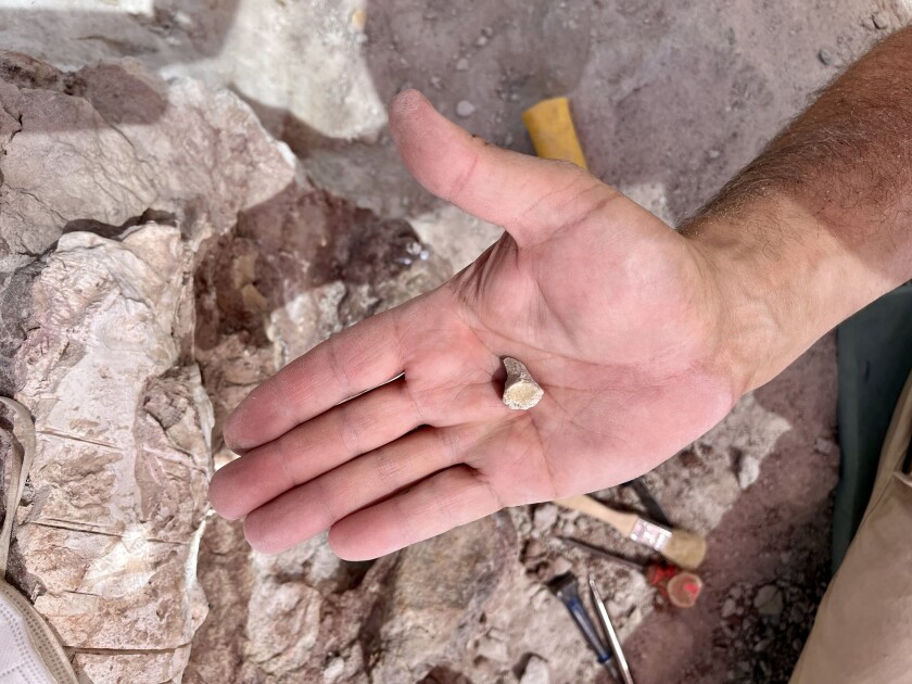 Paleontologist Luis Chiappe shows a fossil from an ancient turtle.