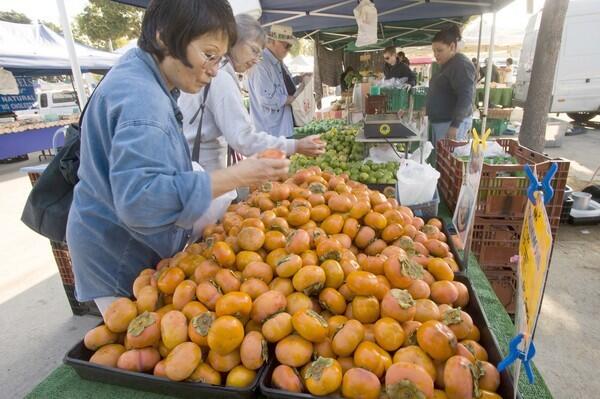 Fuyu-type persimmons grown by Ranajit Sahu in Fallbrook