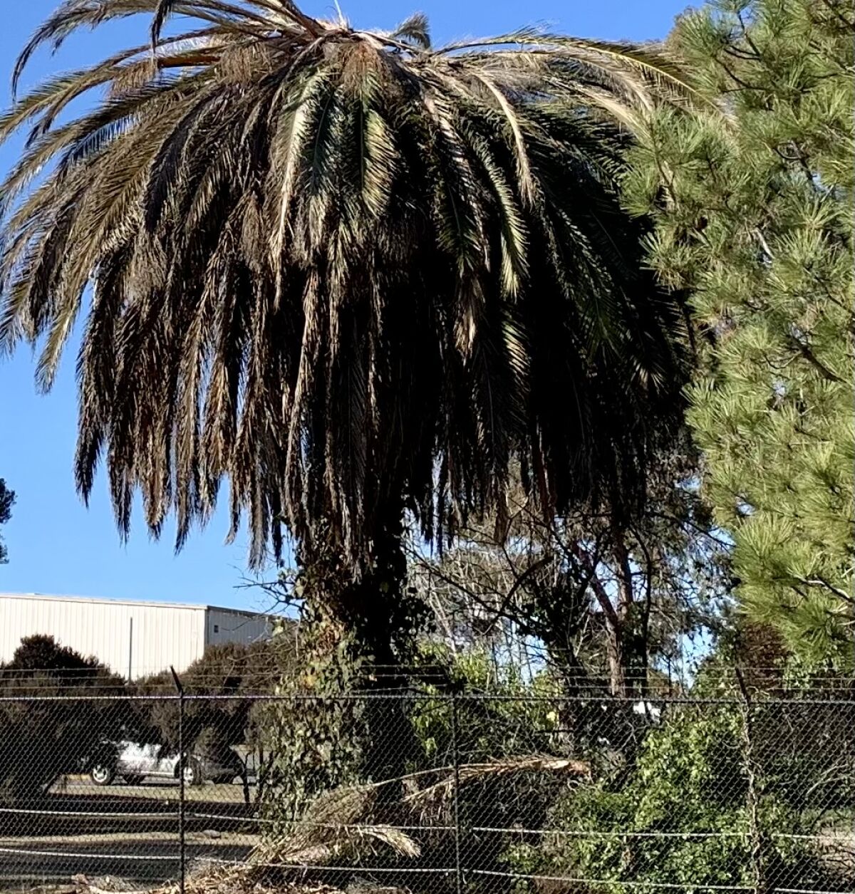 A dead Canary Island palm tree in Point Loma.