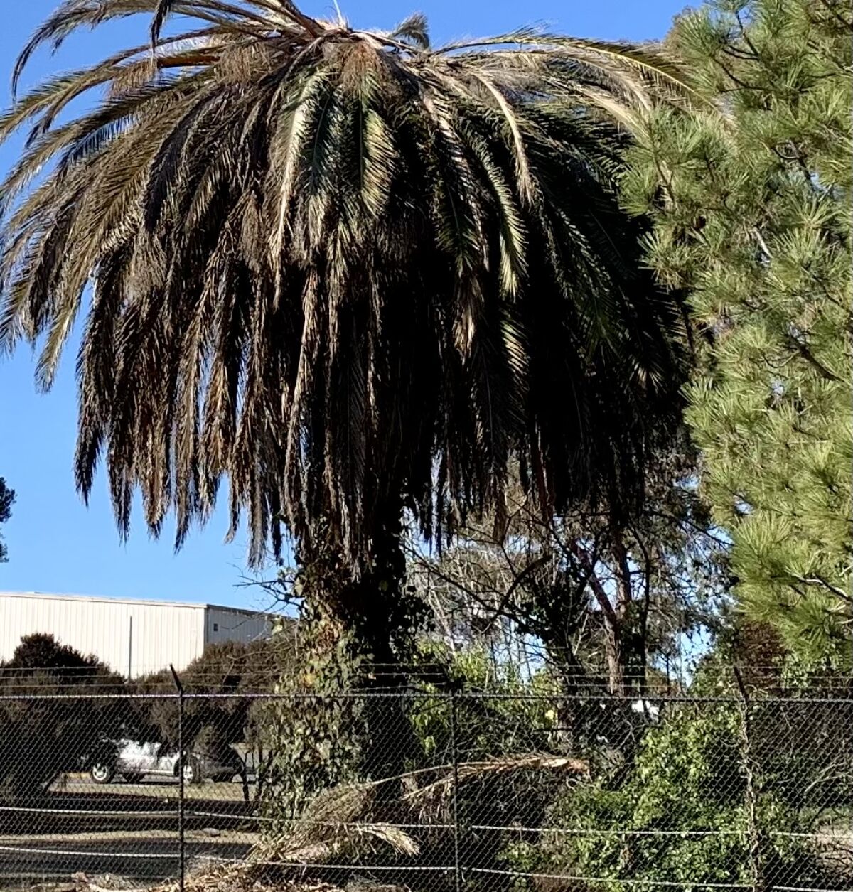 A dead Canary Island palm tree in Point Loma.