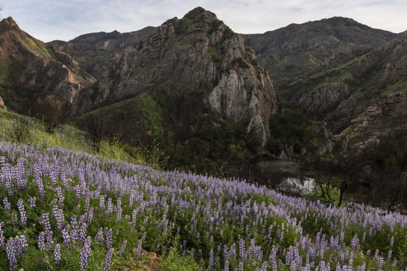 LOS ANGELES, APRIL 7,2019: Arroyo Lupine flowers grow alongside the mountains at Malibu Creek State Park on April 7, 2019. (Allison Zaucha / For The Times)