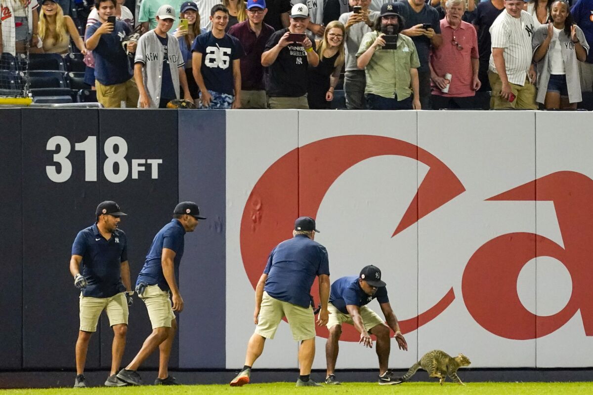 Yankee Stadium grounds crew members try to catch a cat that entered the field in the eighth inning of a baseball game between the New York Yankees and the Baltimore Orioles, Monday, Aug. 2, 2021, in New York. (AP Photo/Mary Altaffer)