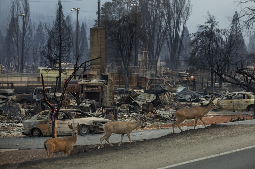 Deer search for food in charred remains of Greenville, Calif., after the Dixie fire