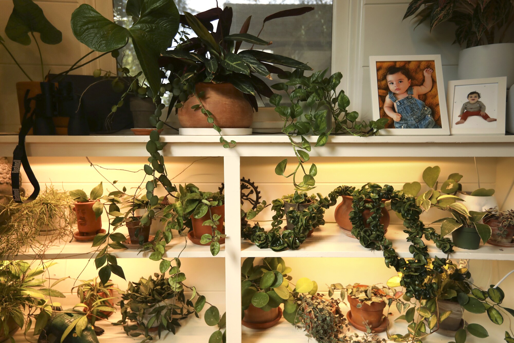 The Bazik family home's shelves, lined with plants and family pictures.