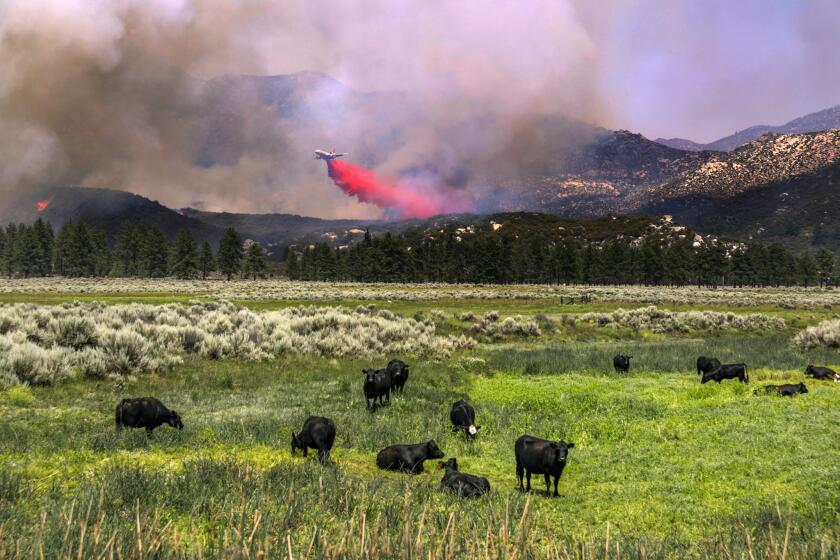 Cows graze as a DC-10 air tanker drops fire retardant on the Cranston fire burning along Highway 74 near Hemet Lake.