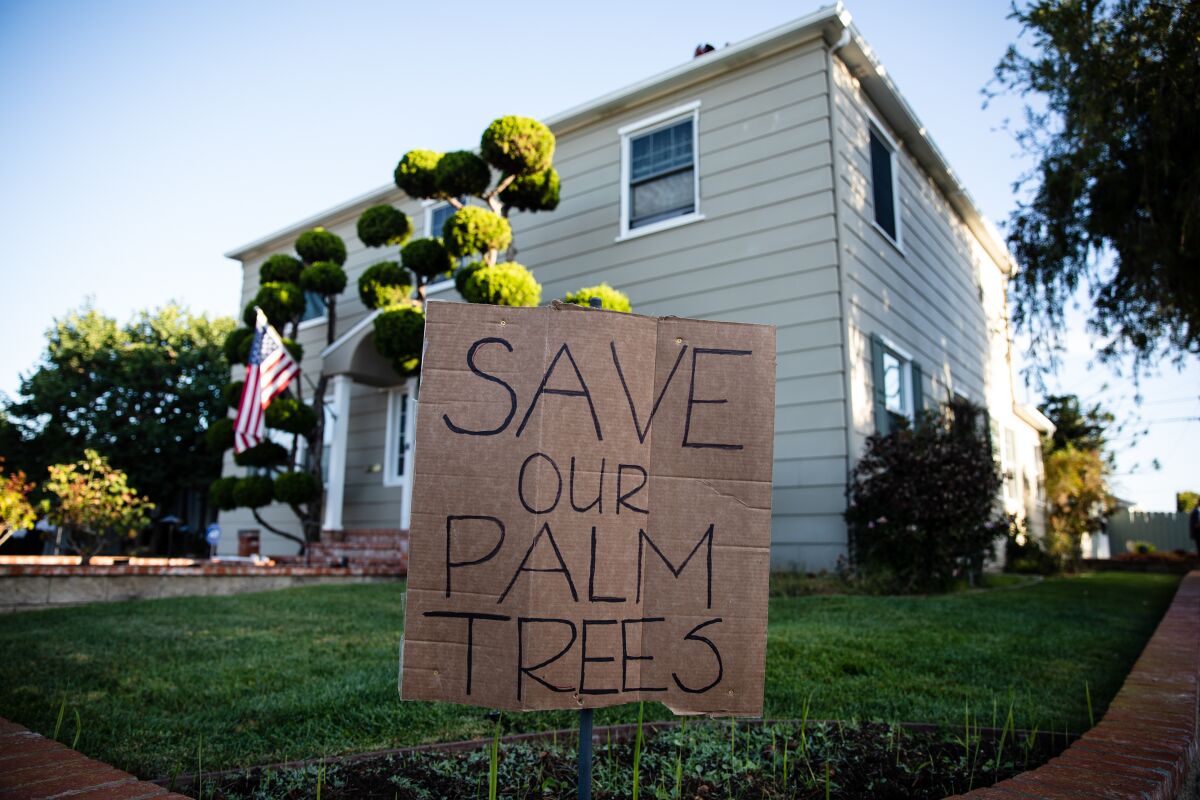 A sign protesting cutting down several palm trees stands in front of a home at Newport Avenue and Santa Barbara Street.