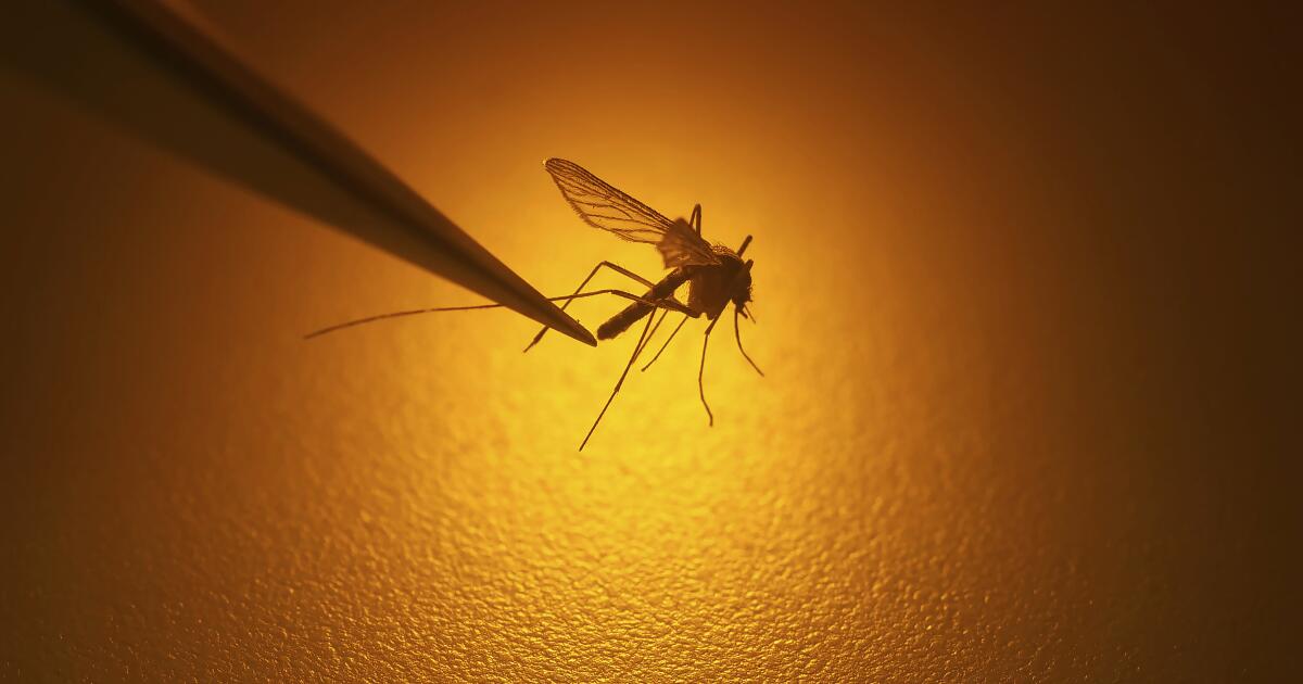 Mosquitoes carrying West Nile virus found in L.A. County