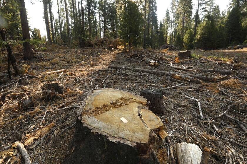 Yosemite National Park, California-July 14, 2021-Trees cut down in Yosemite National Park in July 2021. The nonprofit Earth Island Institute has filed a lawsuit to stop logging in the National Park arguing that the work violates federal environmental requirements. The "biomass removal project" covers nearly 2,000 acres within the park and authorizes crews to remove thousands of standing dead trees and healthy ponderosa pines, white firs and incense cedars to reduce the fire risk to Yosemite Valley, the Merced and Tuolumne groves of giant sequoias, habitat for rare species including Pacific fishers and great gray owls and communities including El Portal, Foresta and Yosemite Village. Chad Hanson, a member of Earth Island Institute, is against the biomass removal project. (Carolyn Cole/Los Angeles Times)