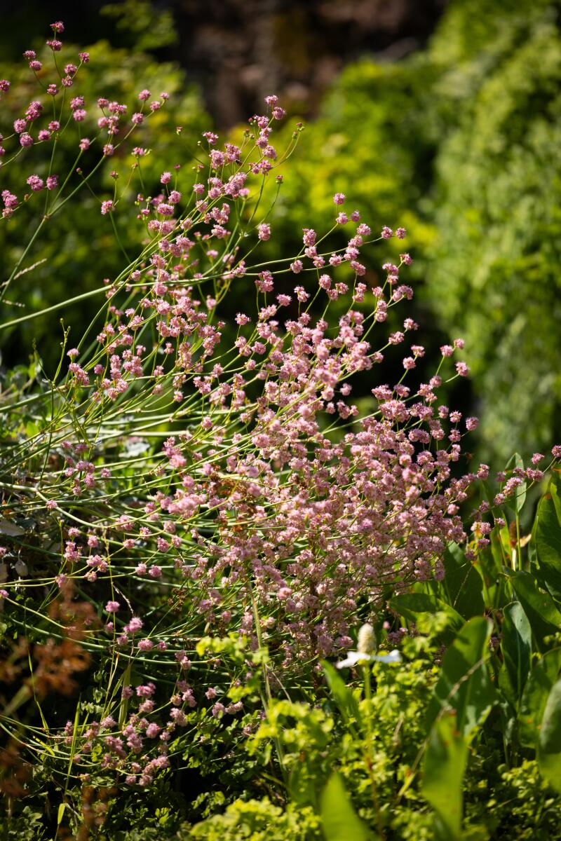 Naked buckwheat's pink flowers.