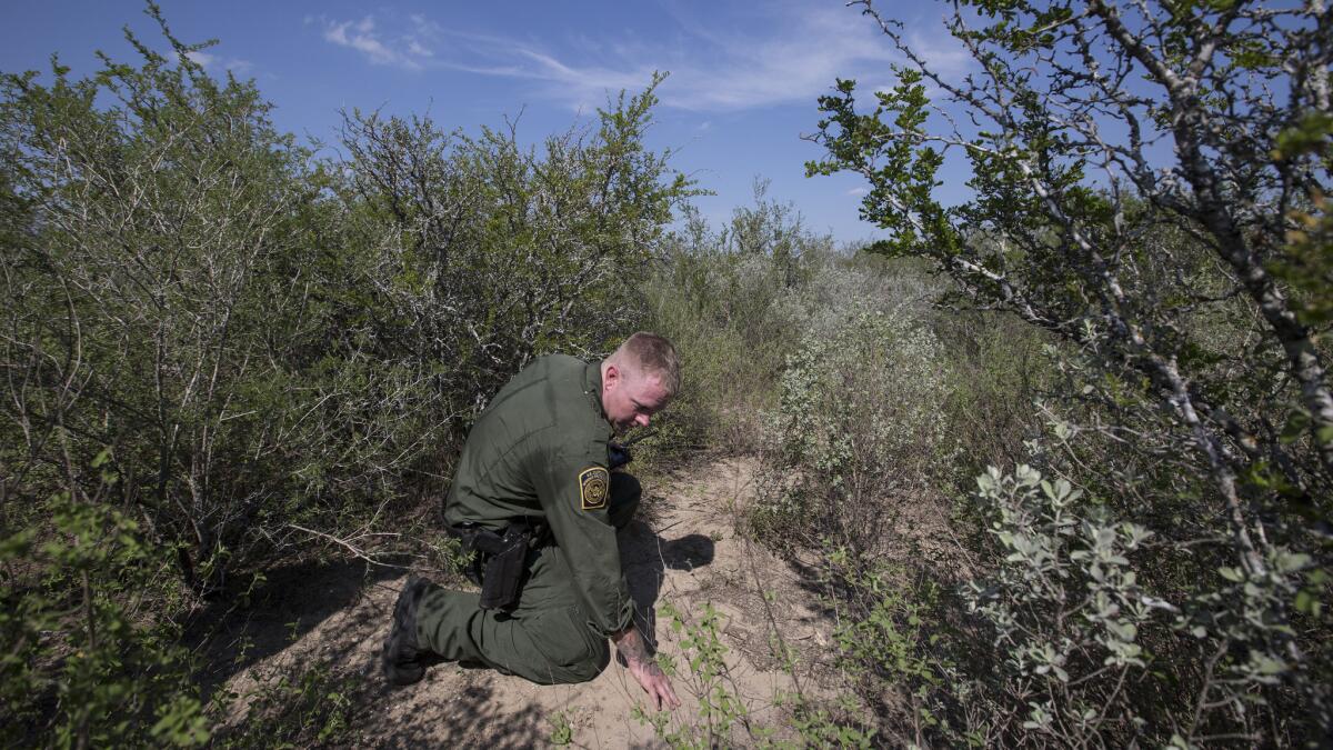 El agente de la Patrulla Fronteriza de los EE.UU. Dave Thomas examina huellas dejadas por inmigrantes que se toparon con terrenos de grandes arbustos después de cruzar sin autorización el Río Grande en Fronton, Texas (Brian van der Brug / Los Angeles Times).