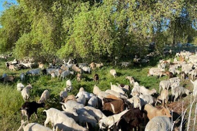 Nearly 400 goats are in the city of West Sacramento eating vegetation as part of the city's effort to prevent wildfires.