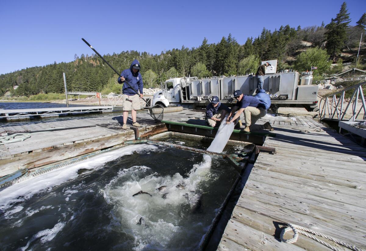 Trout from a hatchery's truck is being transferred into a submerged cage next to a dock in a lake 