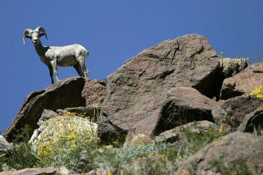 The peninsula bighorn sheep population has rebounded nicely since 1998, when it was listed as an endangered species.