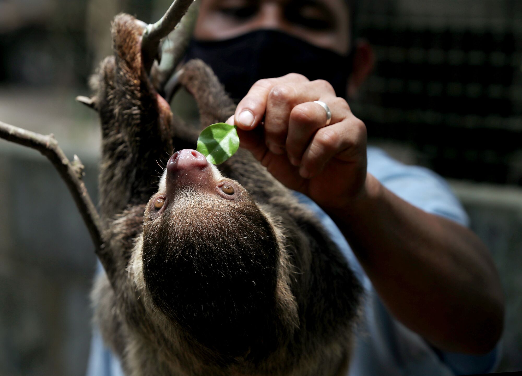 A person feeds a leaf to a sloth hanging upside down from a branch  