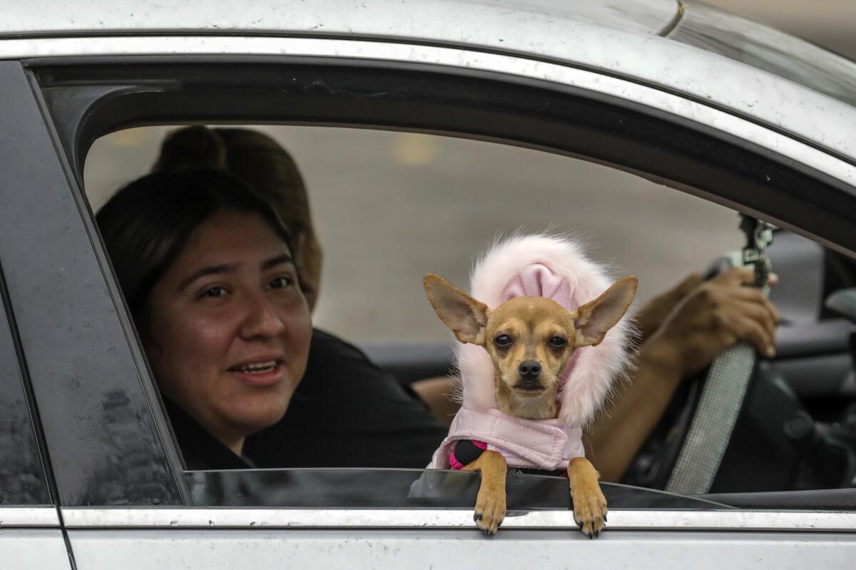 A dog wears a pink outfit next to a woman while looking out of a car.