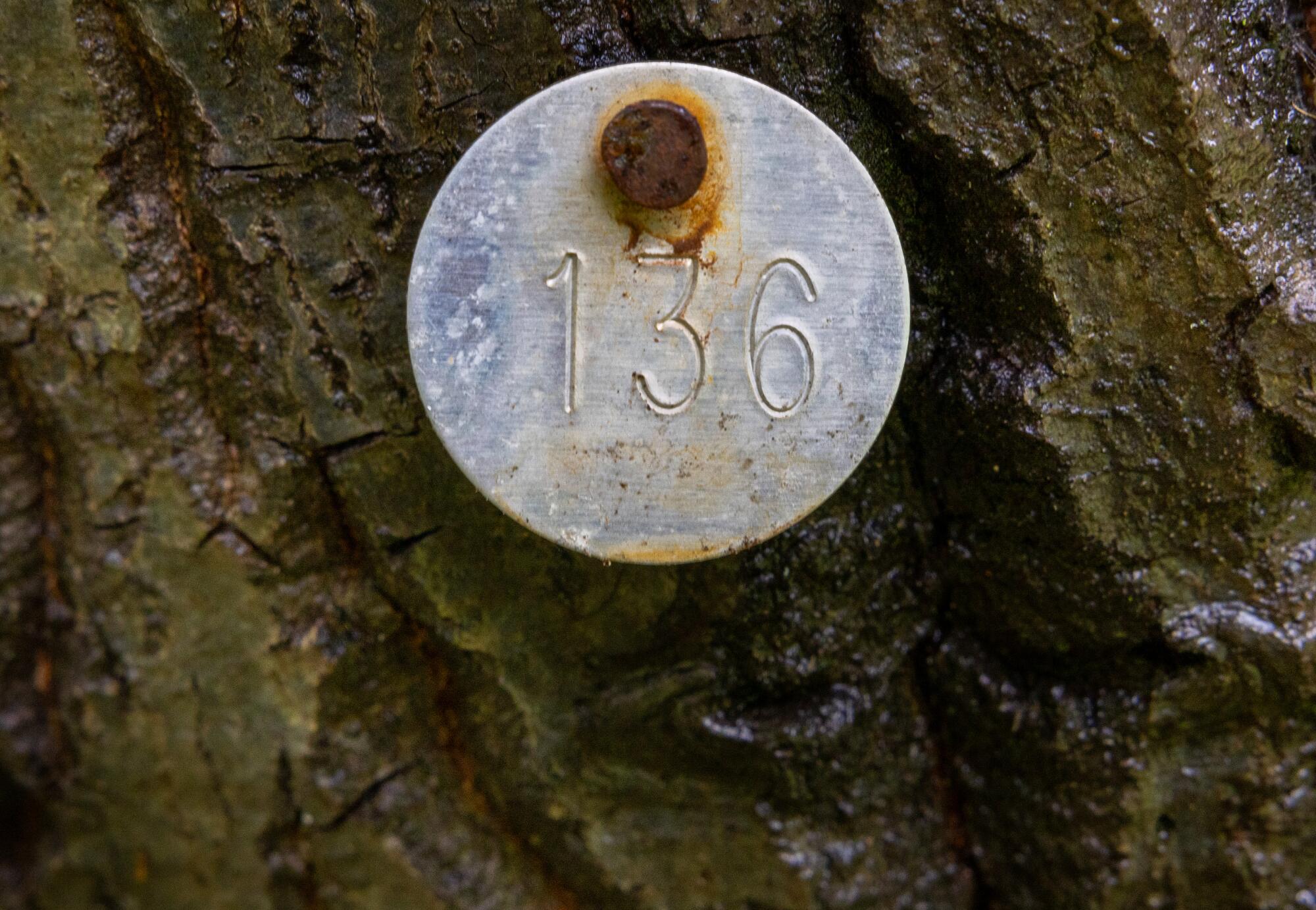 A round metal survey tag with the number 136 attached to a tree