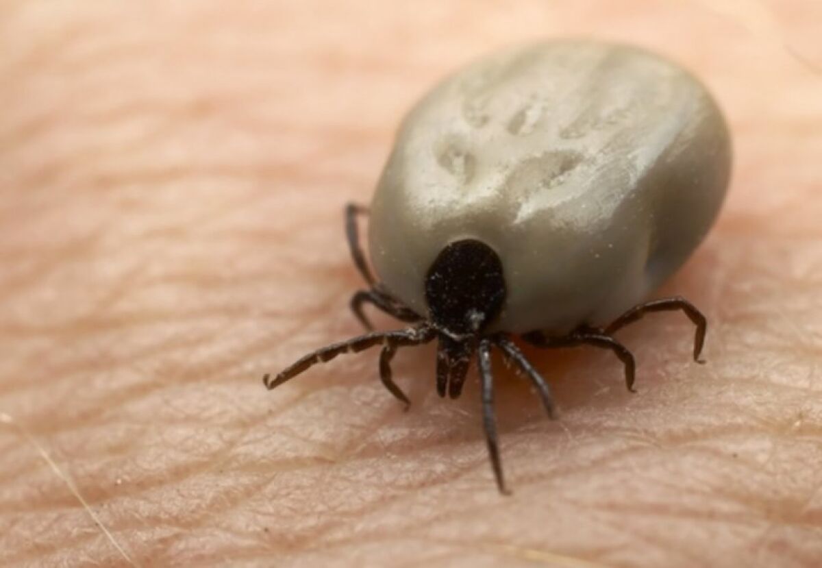 Tularemia has been detected in ticks in Sorrento Valley.