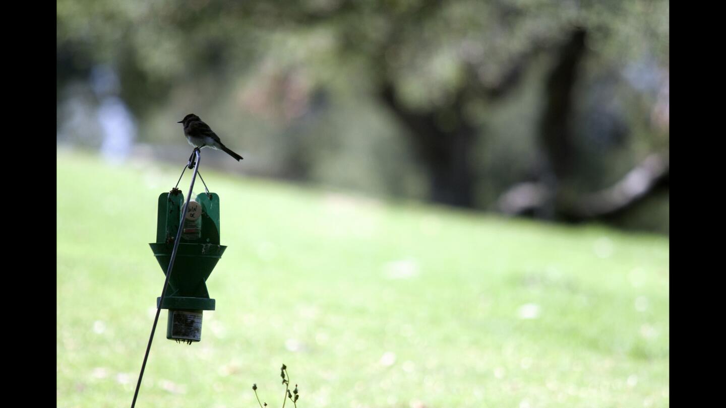 L.A. Walks: Griffith Park