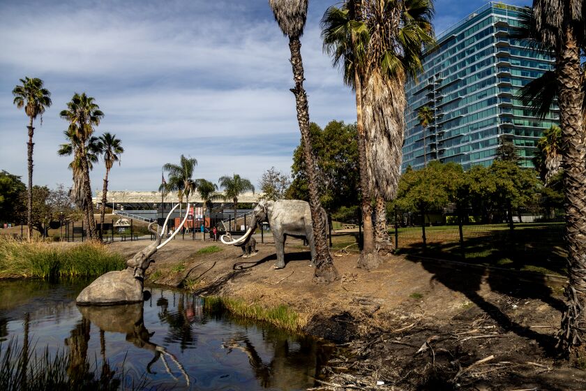 LOS ANGELES, CA - OCTOBER 28, 2022: Life-size Columbian Mammoths graze on the edge of the large tar pit at the La Brea Tar Pits on October 28, 2022 in Los Angeles, California. The urban La Brea Tar Pits have been named one of the original 100 IUGS Geological Heritage Sites around the world.(Gina Ferazzi / Los Angeles Times)