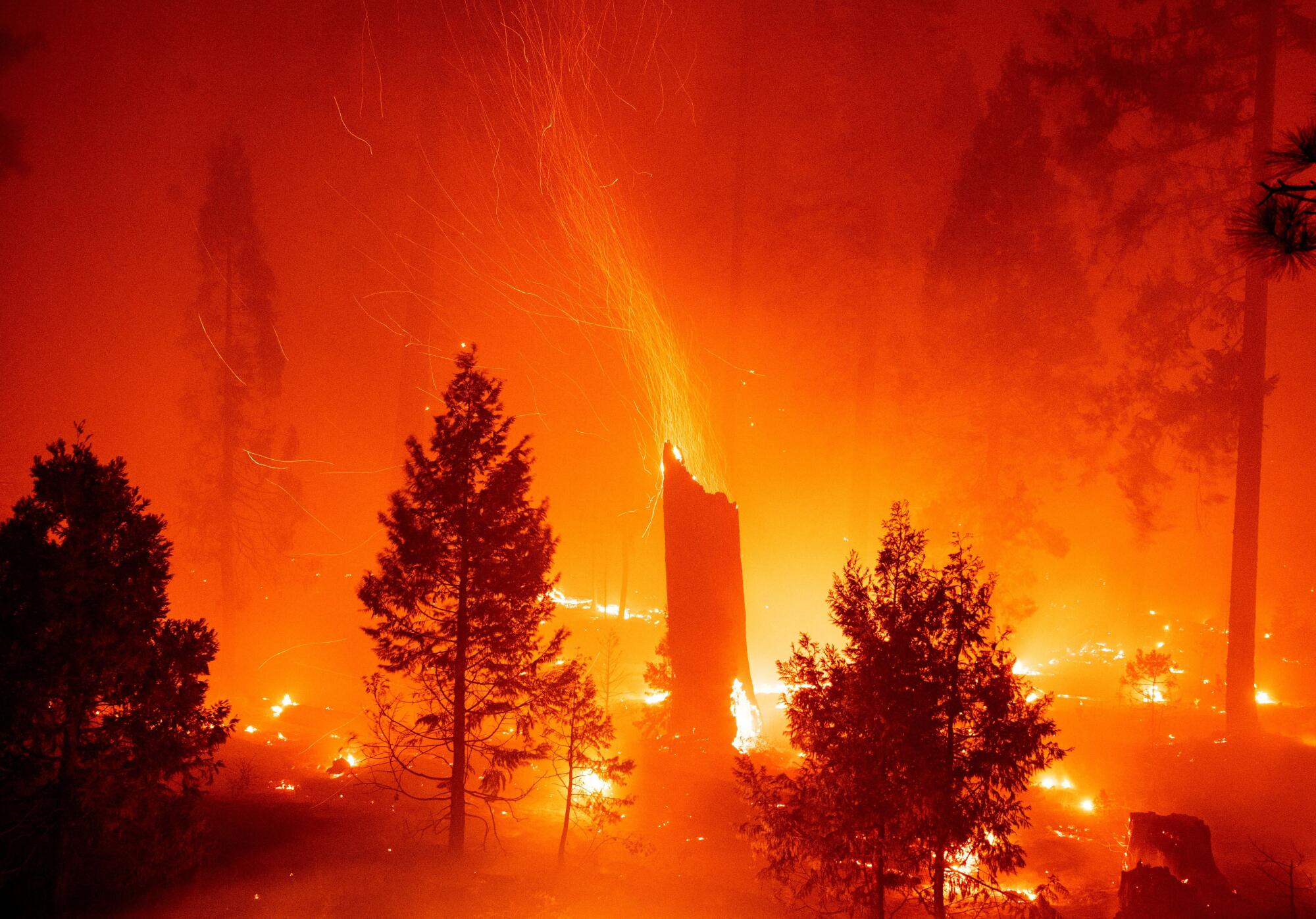 Trees burn in Twin Bridges amid the Caldor fire.