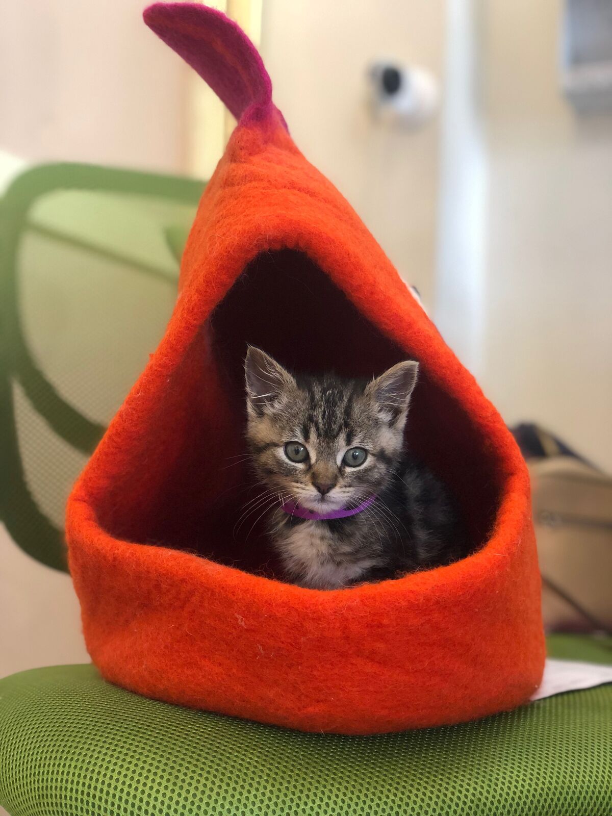 The Cat Lounge in La Jolla has kittens up for adoption.