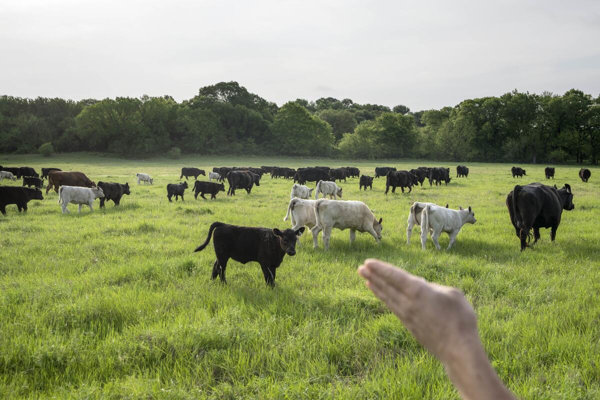 Meredith Ellis counts cattle at her ranch in Rosston, Texas, Thursday, April 20, 2023. On her 3,000-acre ranch, she ensures all the cattle are safe, decides when they should move to another pasture, and checks that the grass is as healthy as her animals. "We're looking for the sweet spot where the land and cattle help each other," Ellis says. "You want to find that balance." (AP Photo/David Goldman)