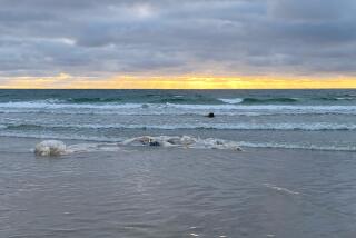 The carcass of a badly decomposed whale washed ashore in La Jolla on Wednesday, officials said.