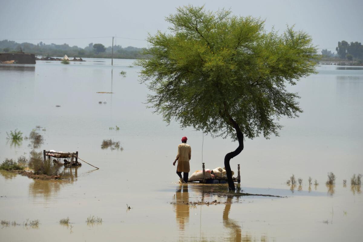 A man stands in water under a tree in a flooded area of Pakistan. 