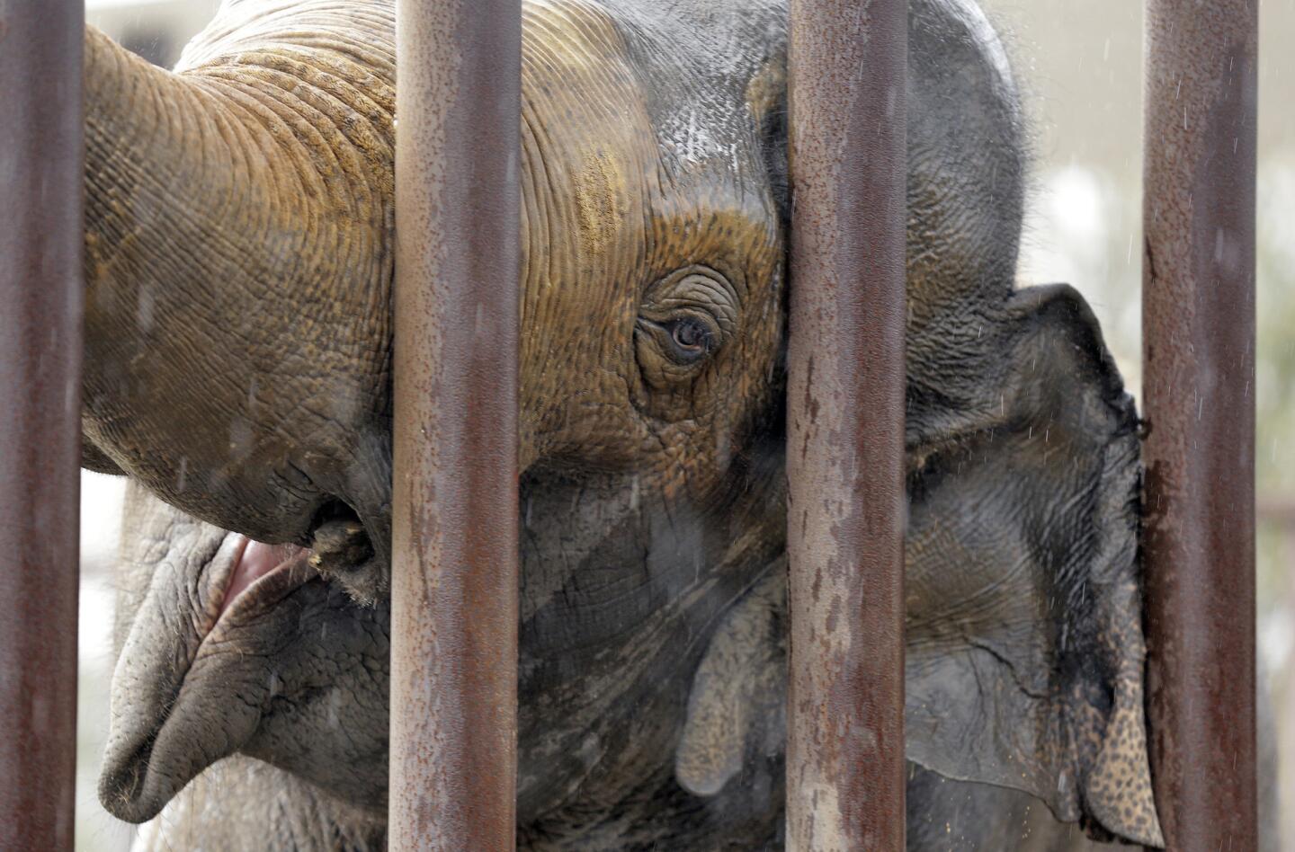 Ringling Bros. eliminating elephant acts