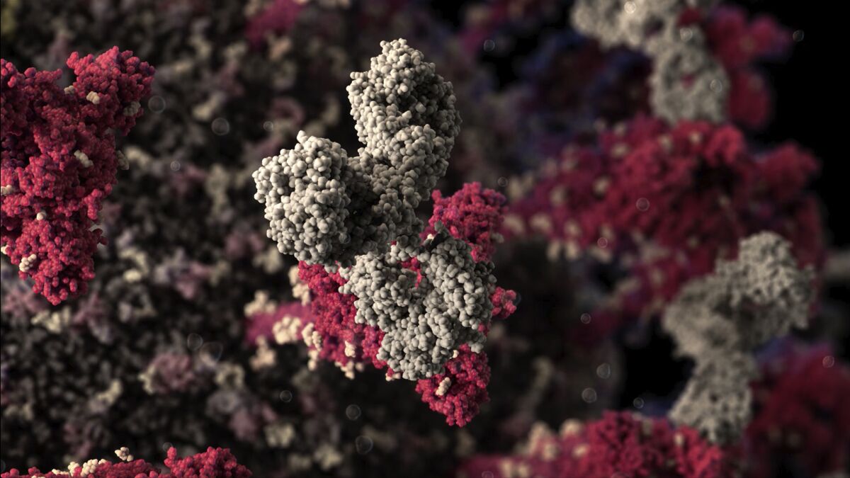 A 3-D model of an antibody attached to SARS-Cov-2.