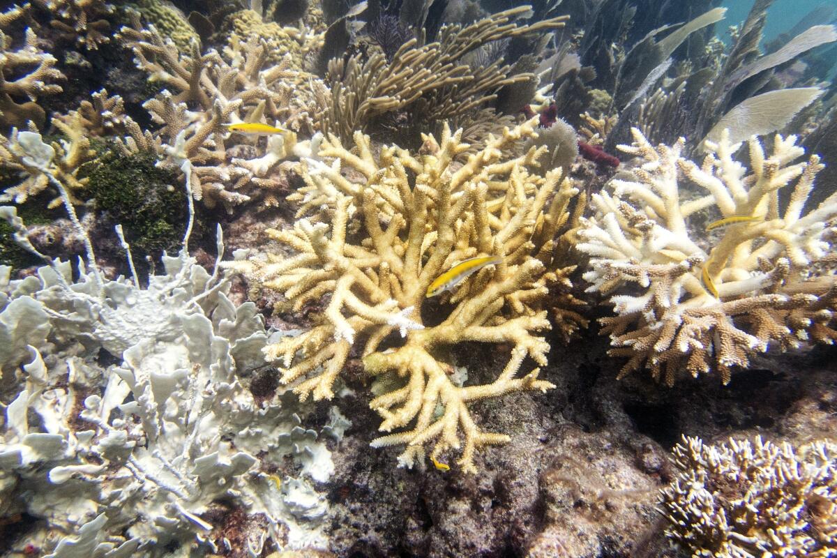 Esta fotografía facilitada por el Laboratorio de Futuros de los Arrecifes de Coral de la Universidad 