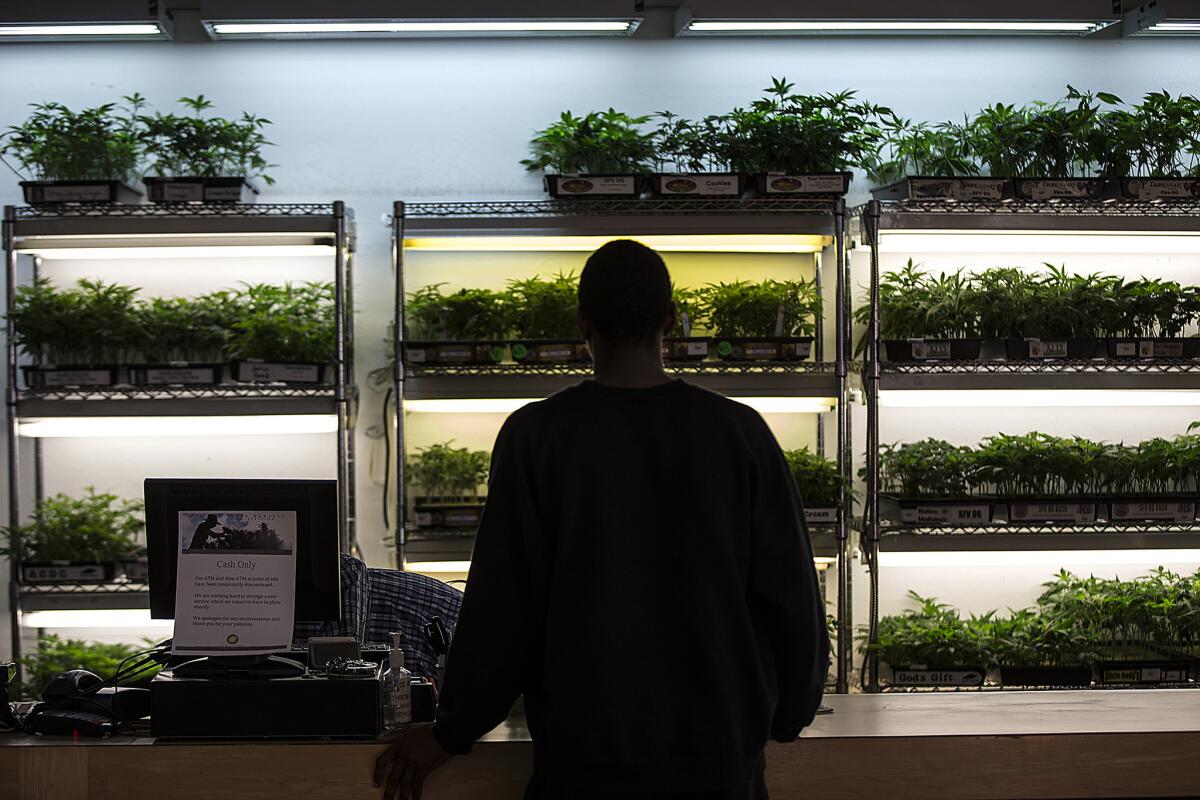 Marijuana plants on display at a dispensary in Oakland in November 2014. A federal judge has upheld the constitutionality of a 1970 federal law that classifies marijuana as a dangerous drug akin to heroin.