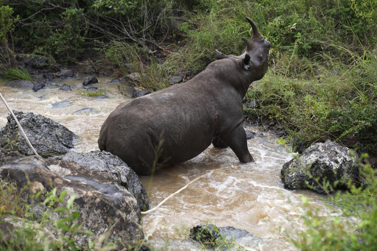 Un rinoceronte negro sedado es rescatado por los guardabosques de Kenia 