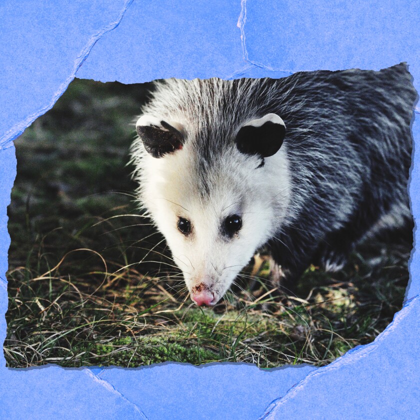 The face of an opossum.