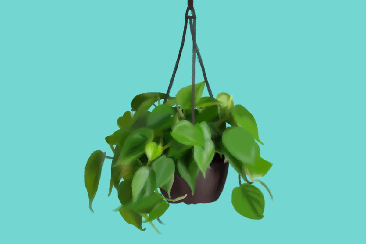 An illustration of a philodendron in a brown hanging pot.