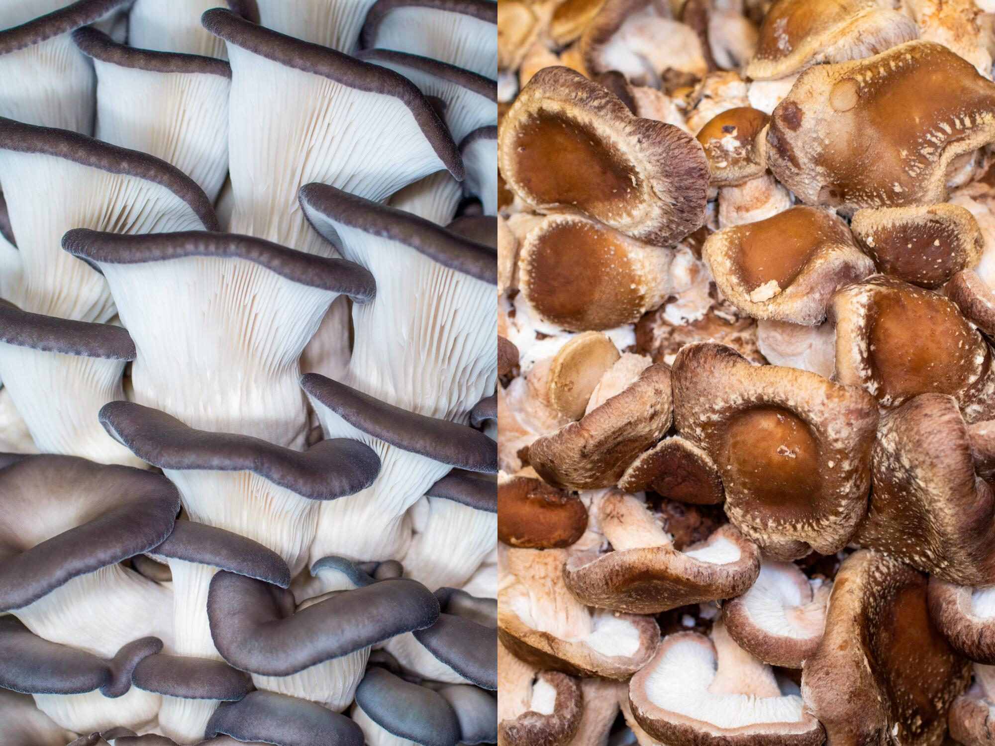 Closeup photos of blue oyster mushrooms, left, and shiitake mushrooms, right, at Smallhold.